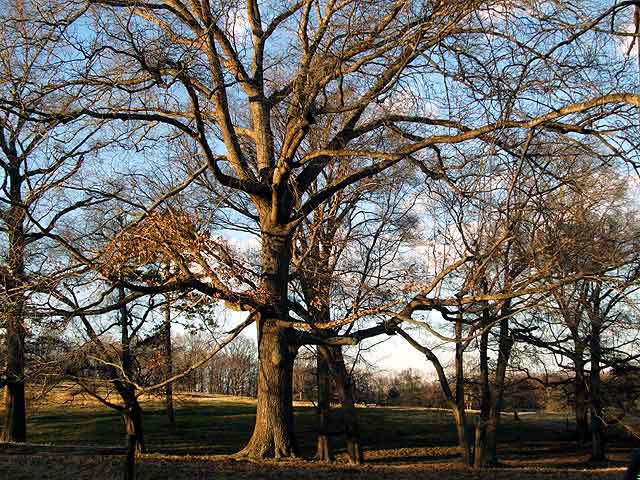 My tree