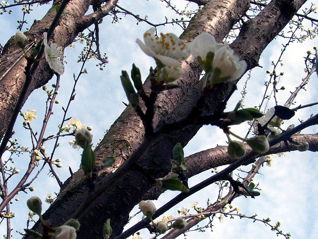 Blooming Dog Wood