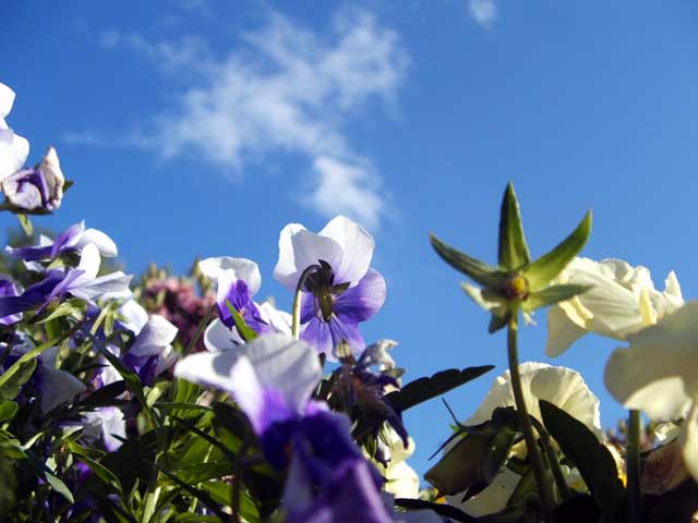 flowers.jpg