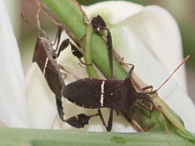 Two