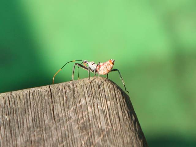 Wierd Spider...