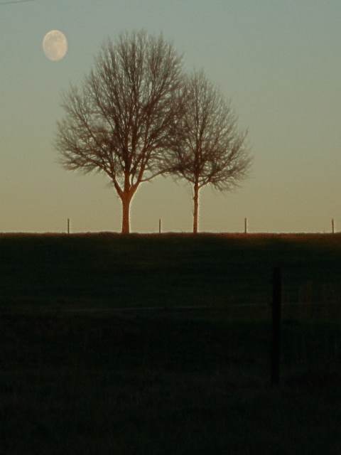 Rising moon