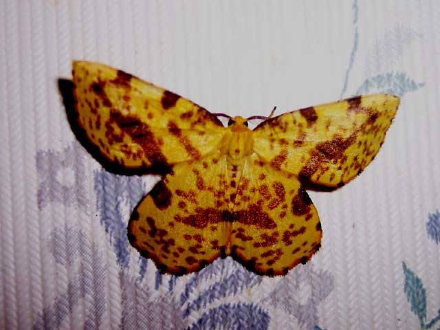 Moth