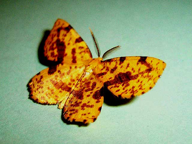 moth 2