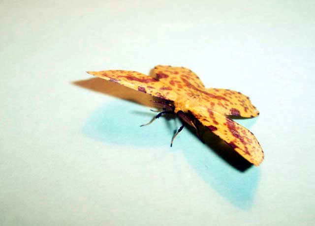moth 5