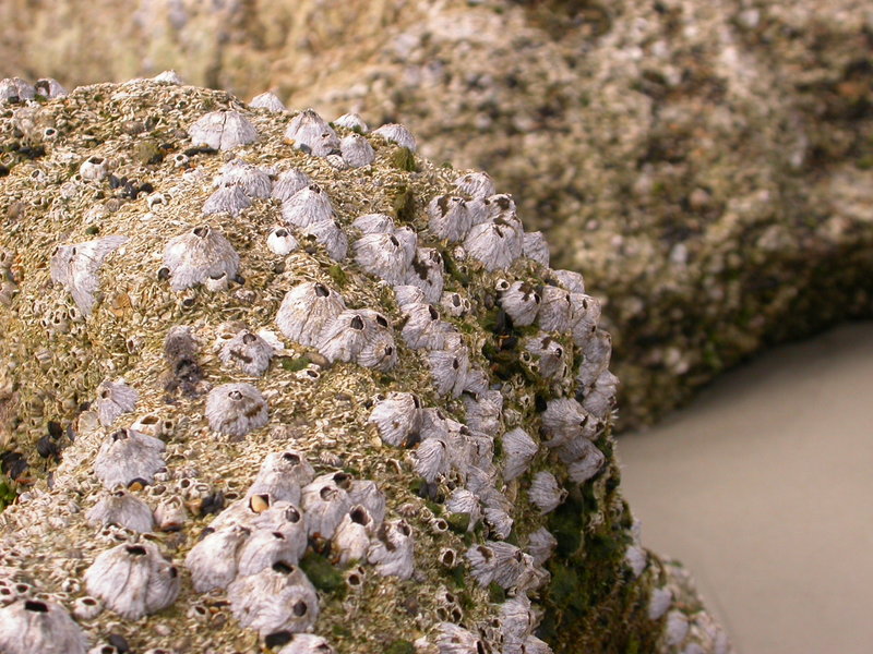 Barnacle Beach Rock