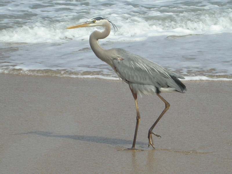 Great Blue Heron