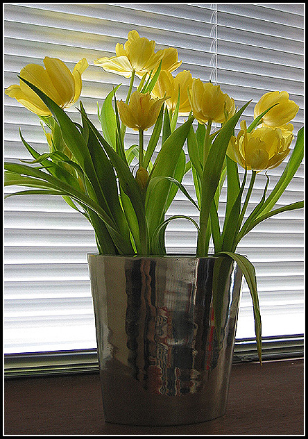 tulips.jpg