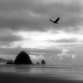 Hawk Over Haystack