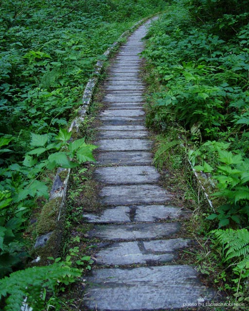 Trail