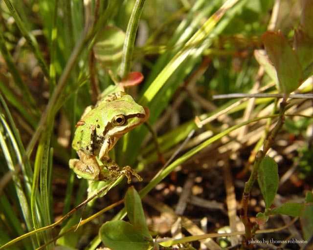 Peeking at You!
