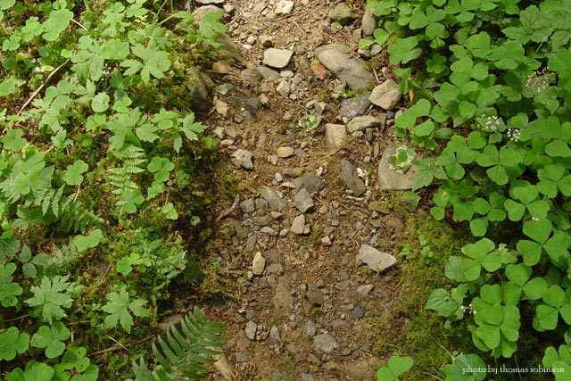 Path
