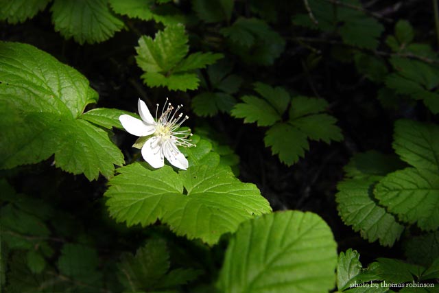 Sunlit Anemone