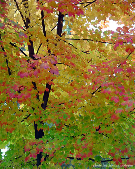 Autumn