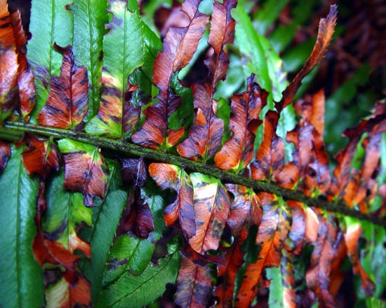 Sword Fern