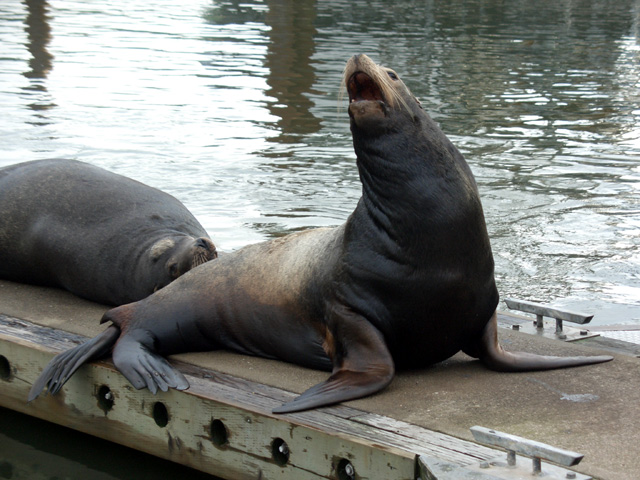 Sea Lion