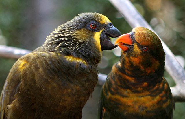 Love Birds