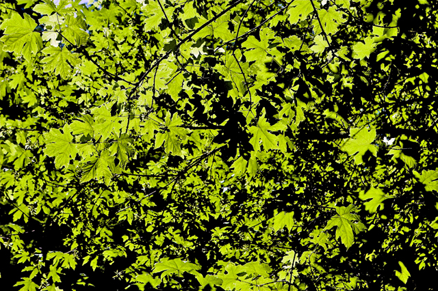 Leaves
