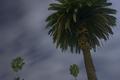 palm trees