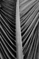 palm frond