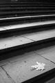 leaf on steps