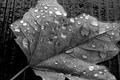 leaf with rain