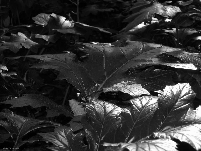 Leaves