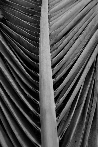 palm frond