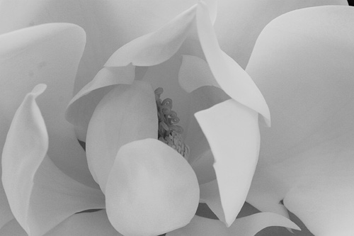 magnolia grandiflora