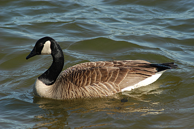 Graceful Goose