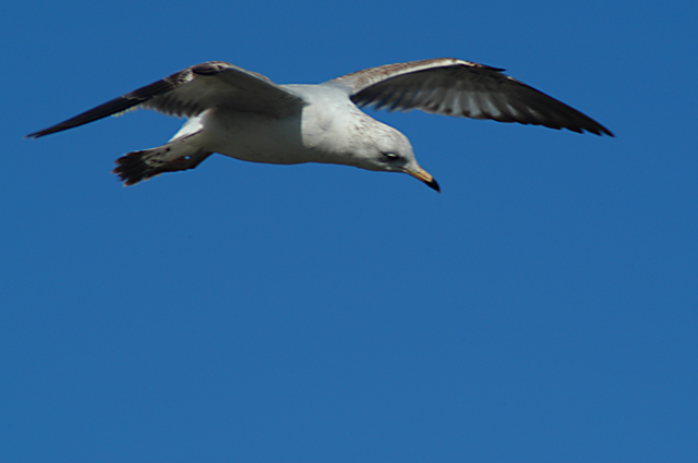 Hovering Seagull