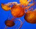 Dancing Jellies