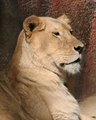 Regal Beauty