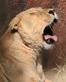 Sleepy Lioness of Summer