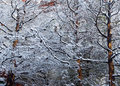 Sedona in Winter