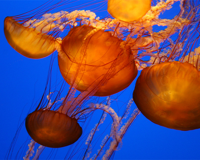 Dancing Jellies