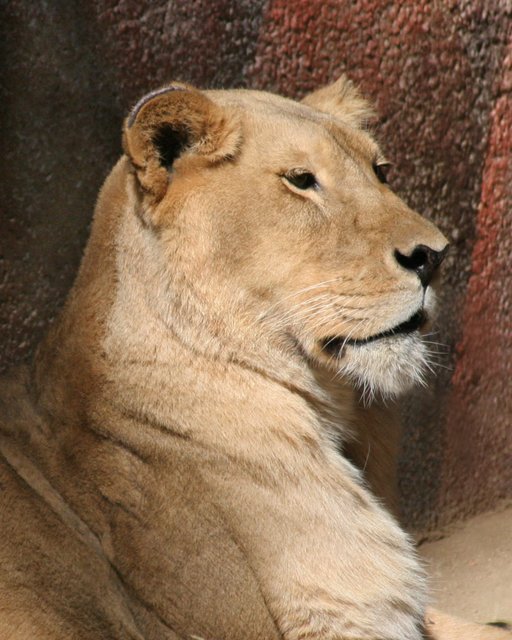 Regal Beauty