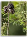 Pine Cones