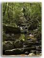 Stream