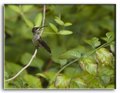 Humming Bird