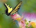 Summer Colors - Butterfly