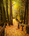 Fall Wooden Bridge Walk - 2