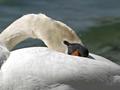 Sleeping Swan