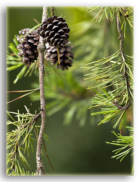 Pine Cones