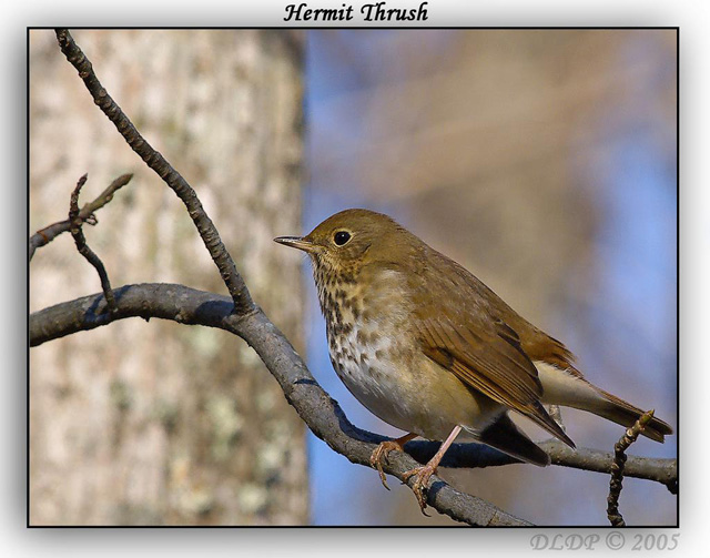 Hermit Thrush