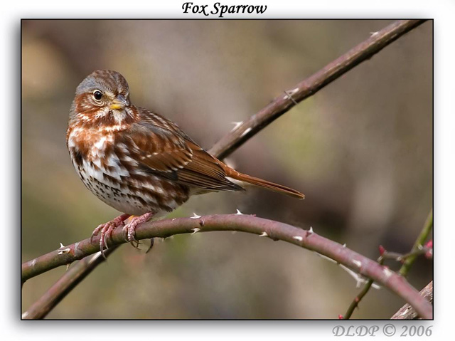 Fox Sparrow