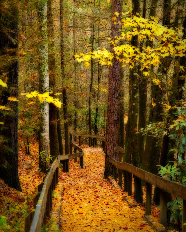 Fall Wooden Bridge Walk