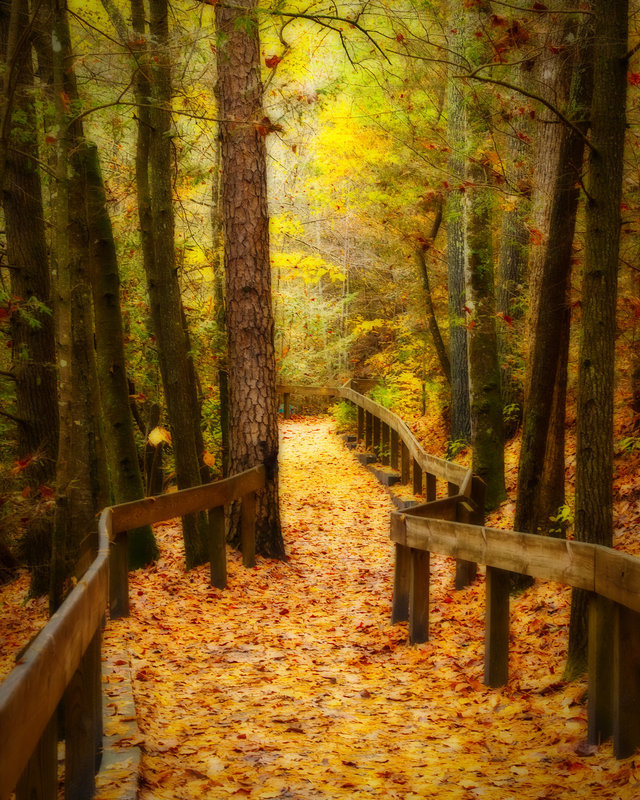 Fall Wooden Bridge Walk - 2
