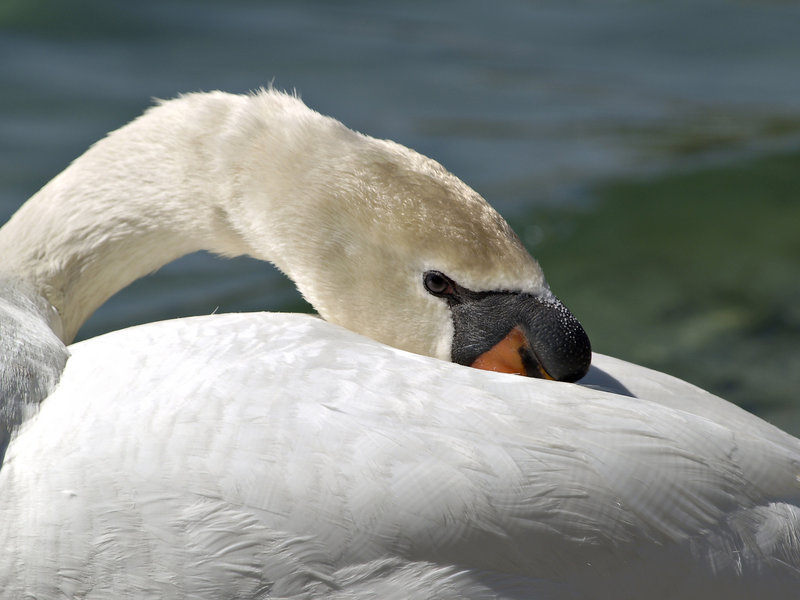 Sleeping Swan
