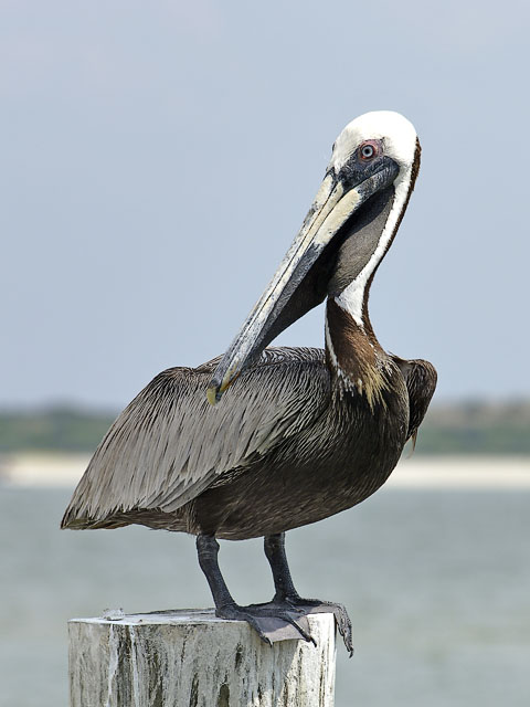 Ponce Inlet - Florida - Pelican